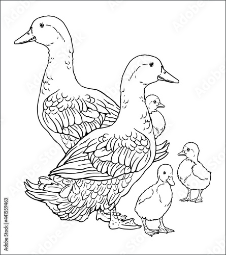 Ducks with ducklings. Coloring page with domestic fowl. Vector drawing with bird. Template for children to paint.