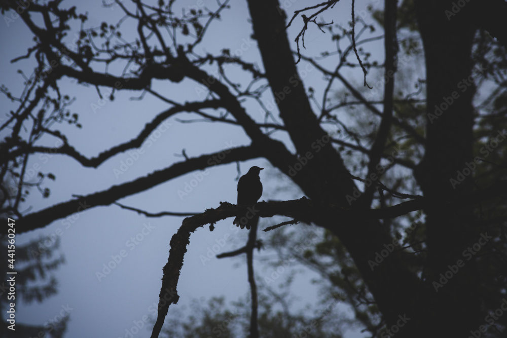 Silhouette of a Sparrow sitting on a branch against the dramatic light. Bird in the branches in the evening. Background with silhouettes of a small bird and branches Silhouette of a Sparrow sitting on a branch against the dramatic light. Bird in the branches in the evening. Background with silhouettes of a small bird and branches