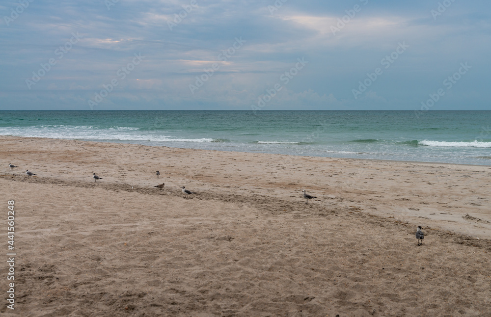 Several gulls on a sandy beach on Atlantic ocean
