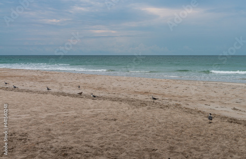 Several gulls on a sandy beach on Atlantic ocean
