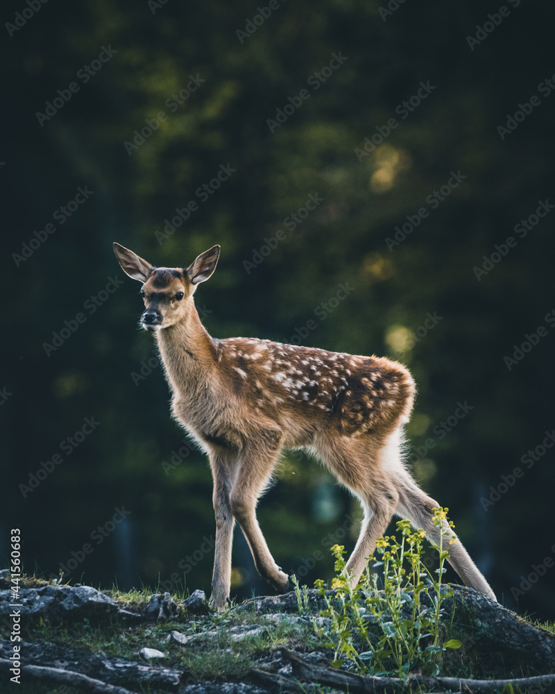 Fototapeta premium Baby Deer Bambi in the Forest during Summer