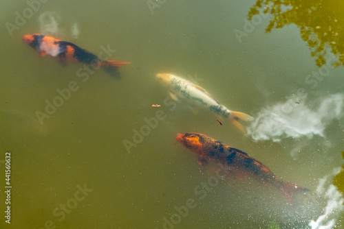Fotografie Three golden spotted fishes swimming in a murky water