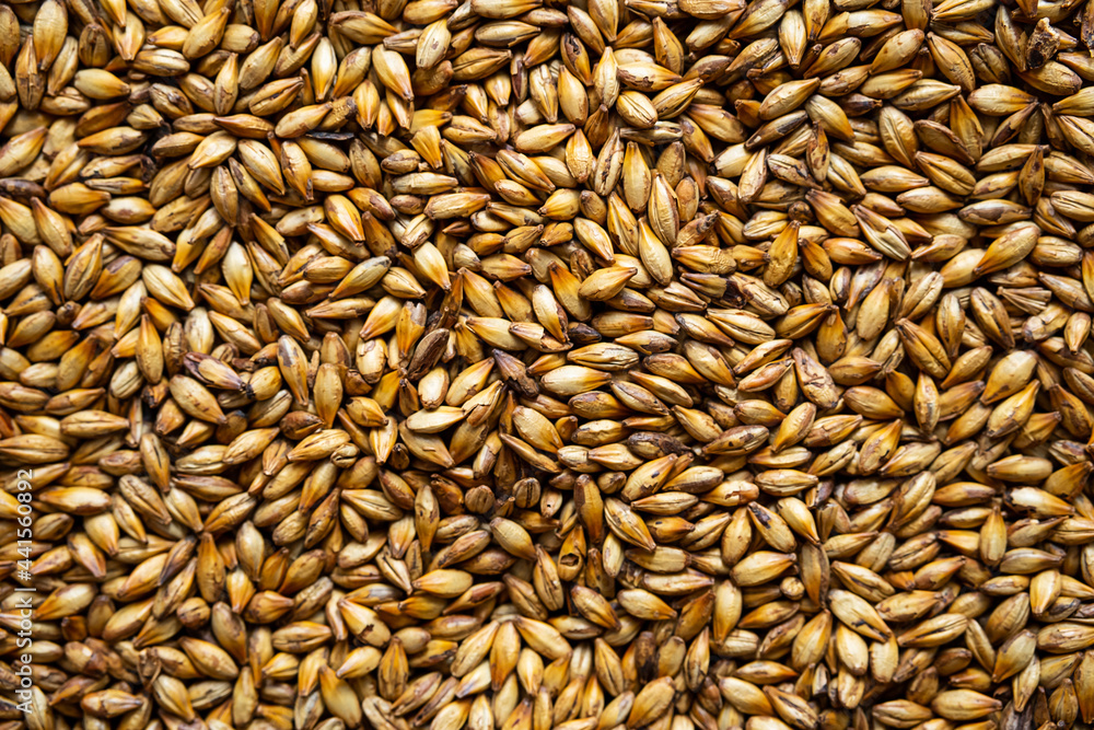 Caramel malt grains, close-up. Dark malted barley for brewers. Craft beer, ale or lager brewing from grain barley malt. Caramel malt grains, close-up. Dark malted barley for brewers. Craft beer, ale or lager brewing from grain barley malt.