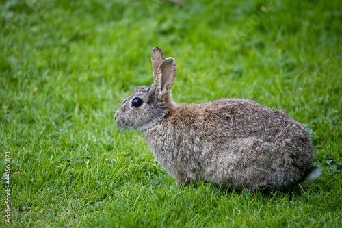 Wild Rabbit in the yorkshire Dales
