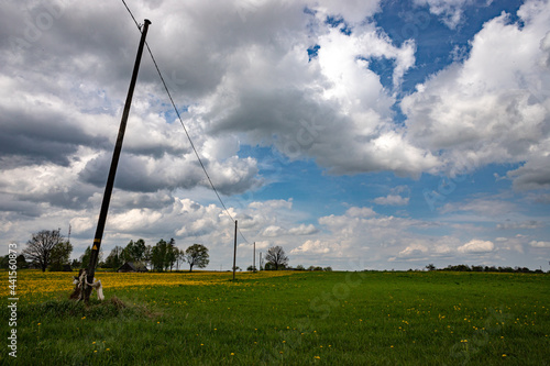 Latvian country landscape with yellow dandelion field, green agricultural young winter wheat field and power line delivering electricity to rural farms. Blue sky with snow white clouds in spring.