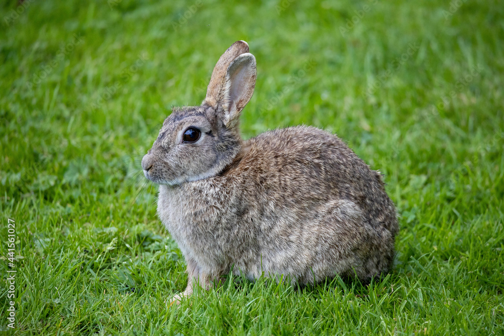 Wild Rabbit in the yorkshire Dales Wild Rabbit in the yorkshire Dales