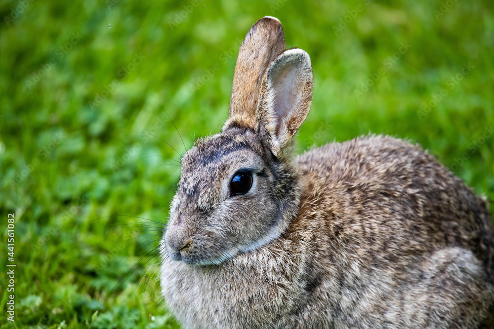 Fototapeta premium Wild Rabbit in the yorkshire Dales