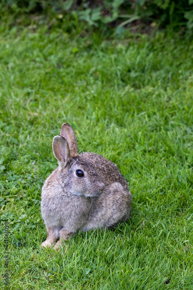 Fototapeta premium Wild Rabbit in the yorkshire Dales