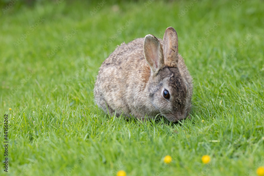 wild bunny wild bunny
