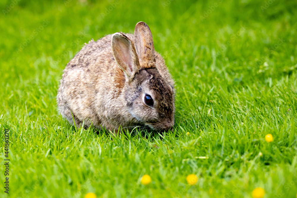 Fototapeta premium Wild Rabbit in the yorkshire Dales
