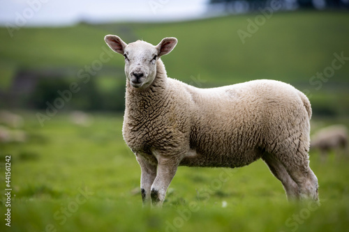 Yorkshire dales Lamb