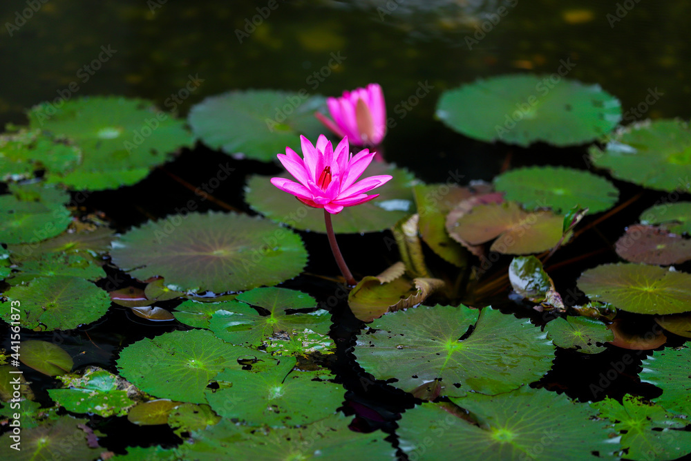 Landscape of lotus flower field Up Water. Lotus flowers Landscape of lotus flower field Up Water. Lotus flowers