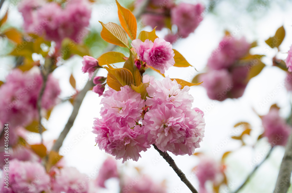 Obraz premium 나의 소중한 봄날