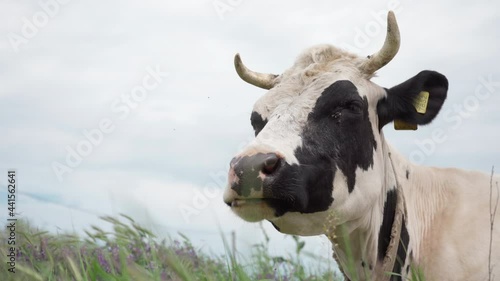 Dairy Cow Lies on the Green Grass And Chews. Cow Head Close up. Cattle in Pasture,4k