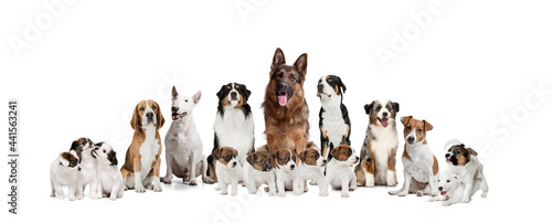 Art collage made of big and little dogs different breeds posing isolated over white studio background.