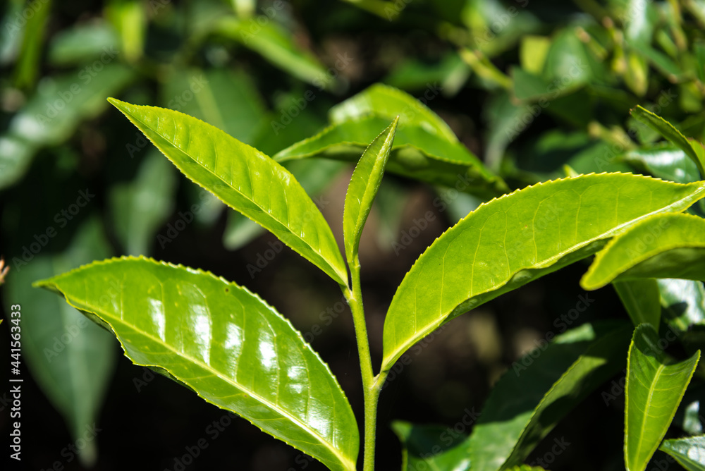 Extreme close up of tender and fresh green tea leaves from the tea eastate. Fresh Tea plant from the agricultural field. Extreme close up of tender and fresh green tea leaves from the tea eastate. Fresh Tea plant from the agricultural field.