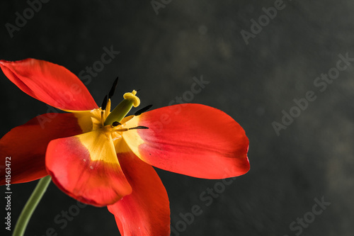 Abstract blurred background - red tulips on a darck, background in back or side soft lighting. Tulip flowers background for postcard or banner, copy space photo