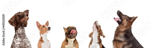 Photography Collage of 5 beautiful dogs different breeds posing isolated over white studio background