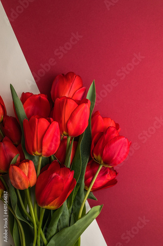 Fototapeta Naklejka Na Ścianę i Meble -  Creative layout made with tulip flowers on bright white red background. Flat lay. Spring minimal concept.