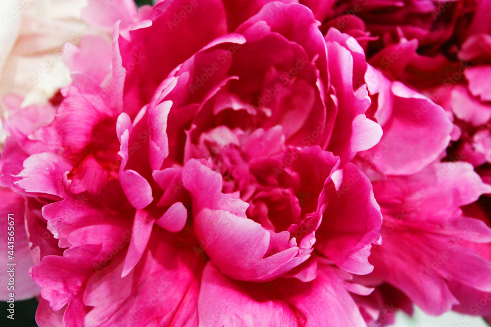 Bouquet of pink and white peonies close-up on a white background space for text. flat style.Floral natural background colorful assorted bouquet. Cozy home concept. Postcard or gift for Valentine's Day