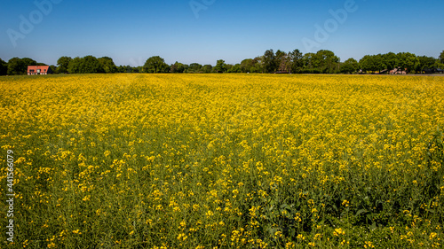 Farmland with rapeseed  with bright yellow flowers in full bloom  widely used for oil and bio fuels