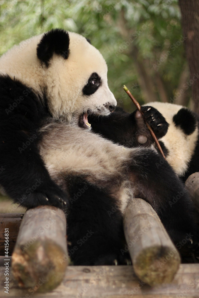 Naklejka premium Surprised cute giant panda cub cannot believe her luck. A whole bamboo shoot just for herself.