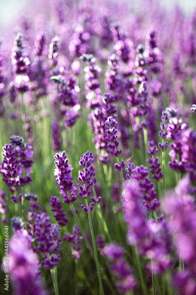 Selective focus Lavender flowers at sunset rays, Blooming Violet fragrant lavender flower summer landscape. Growing Lavender, harvest, perfume ingredient, aromatherapy. Lavender field lit by sunlight Selective focus Lavender flowers at sunset rays, Blooming Violet fragrant lavender flower summer landscape. Growing Lavender, harvest, perfume ingredient, aromatherapy. Lavender field lit by sunlight