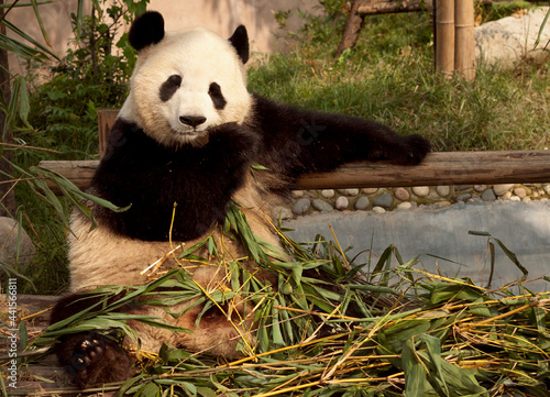 Giant panda chilling and eating bamboo while being super cool.  photo