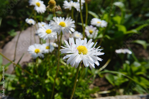 White beautiful sunny daisies in the garden. view of small flowers from the top
