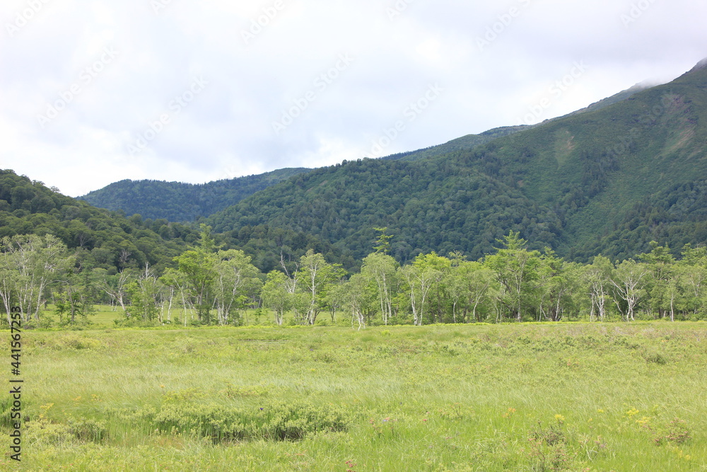 Fototapeta premium 夏の尾瀬ヶ原。しらかばの林。