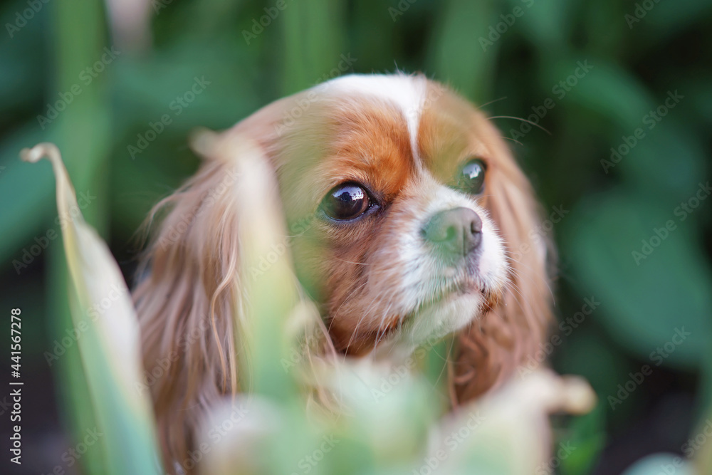 The portrait of a cute Blenheim Cavalier King Charles Spaniel dog posing outdoors in a green grass in summer