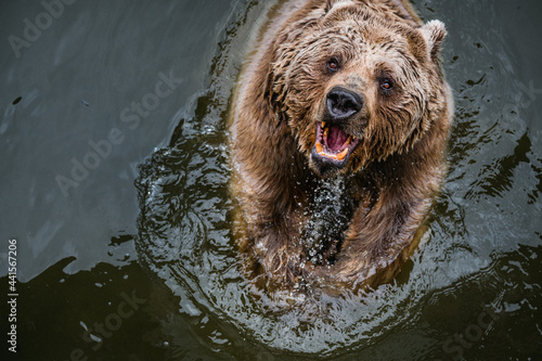 aggressive looking syrian brown bear playing in water of Tierpark Goldau