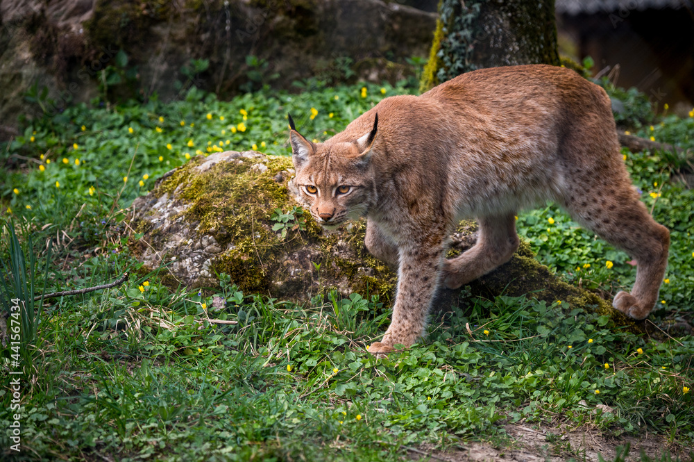 beautiful young lynx in Tierpark Goldau beautiful young lynx in Tierpark Goldau