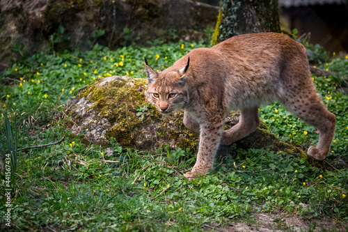 beautiful young lynx in Tierpark Goldau