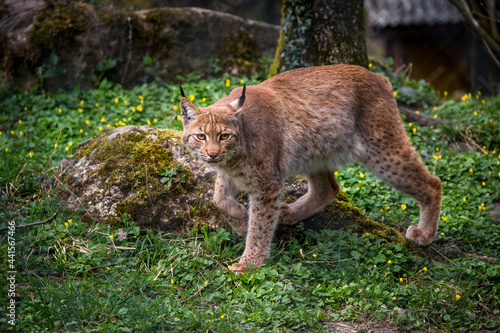 beautiful young lynx in Tierpark Goldau