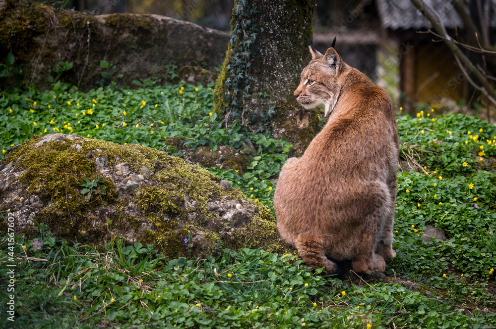 beautiful young lynx in Tierpark Goldau