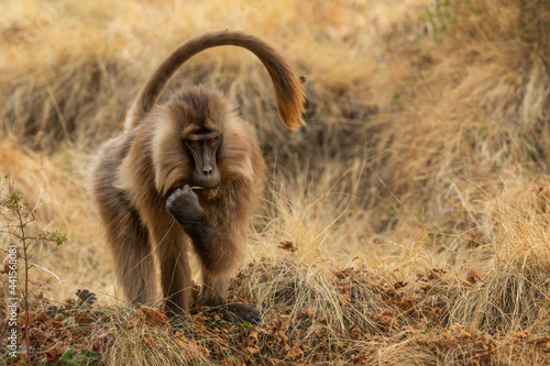 Canvas Print Gelada Baboon - Theropithecus gelada, beautiful ground primate from Simien mountains, Ethiopia