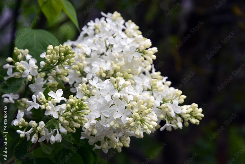 Lilac flowers in the garden Lilac flowers in the garden