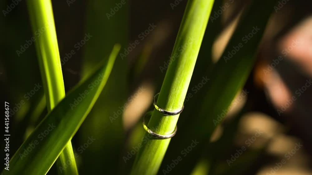 Green organic plant with long cone-shaped leaves on one of which put the silver wedding rings of a couple in love. The sun's rays illuminate the plant