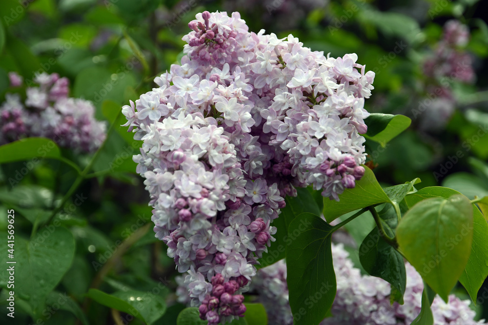 Fototapeta premium Lilac flowers in the garden