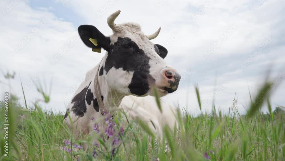 Black And White Dairy Cow Lying In The Meadow and Chewing Cud. Cattle in Pasture. 4k Black And White Dairy Cow Lying In The Meadow and Chewing Cud. Cattle in Pasture. 4k