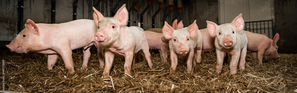 Alternative Ferkelaufzucht in einem eingestreuten Laufstall. Landwirtschaftliches Symbolfoto. Alternative Ferkelaufzucht in einem eingestreuten Laufstall. Landwirtschaftliches Symbolfoto.