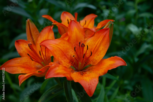 orange tiger lily © Александр Костин