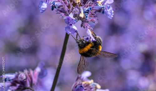 Bees collecting nectar from flowers in Perth, Scotland © Ian
