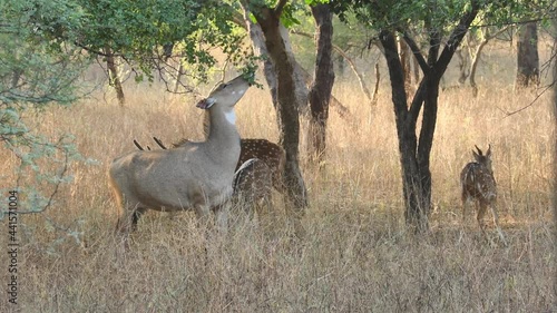 full shot of nilgai or blue bull or Boselaphus tragocamelus and bunch or herd of spotted deer busy in eating grass and fruit from tree at ranthambore national park or tiger reserve rajasthan india photo