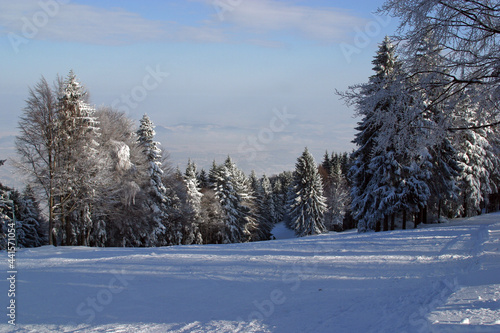 Winter landscape trees under snow on the mountain Pohorje, Slovenia © zatletic
