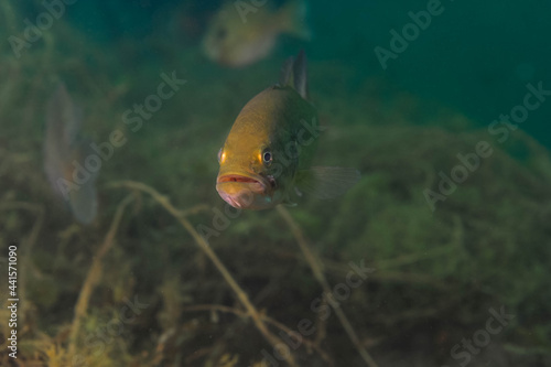 Smallmouth bass swimming in a Michigan inland lake. photo