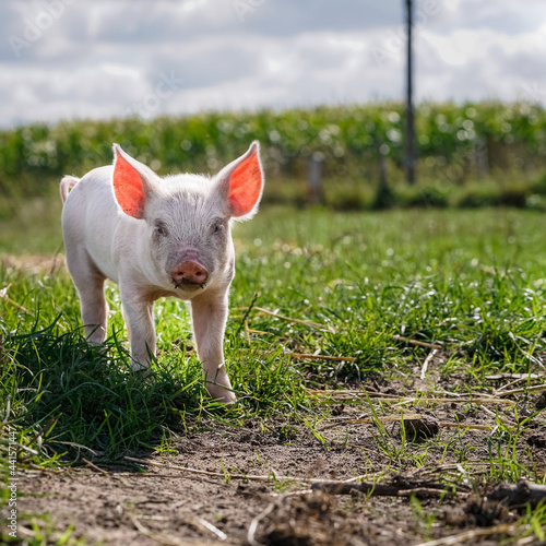 Glückliche Ferkel - alternative Freilandhaltung von Aufzucht der Ferkel auf einer Weide. Landwirtschaftliches Symbolfoto. © Countrypixel