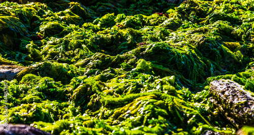algae. Algae on the shore. Sea greens. Green algae.