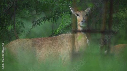 Close up shot of alert female nilgai or blue bull or Boselaphus tragocamelus a Largest Asian antelope giving alarm calls in monsoon green at ranthambore national park or tiger reserve rajasthan india photo